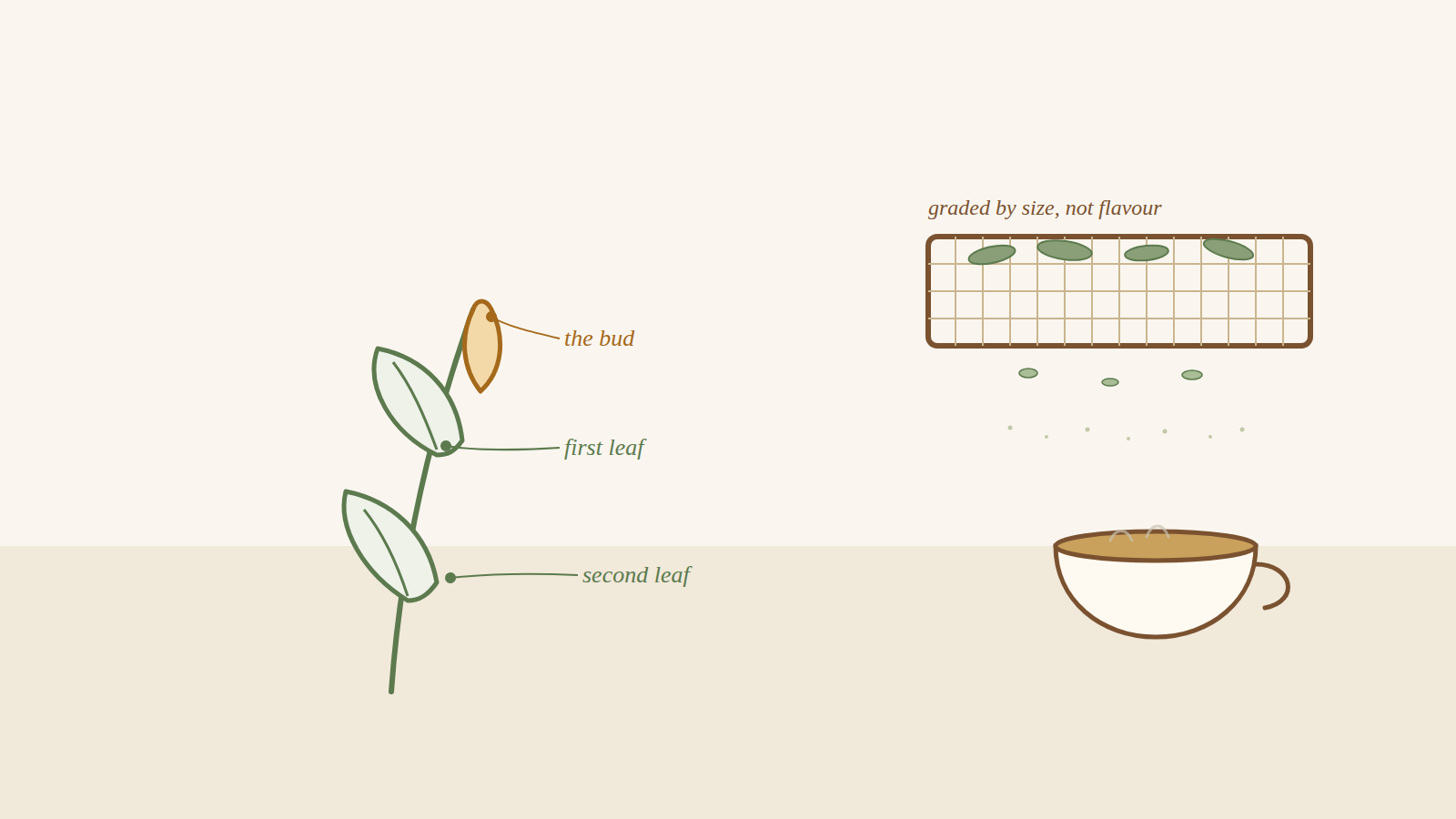 A tea shoot showing the bud, first leaf and second leaf, next to a grading sieve sorting leaf fragments by size
