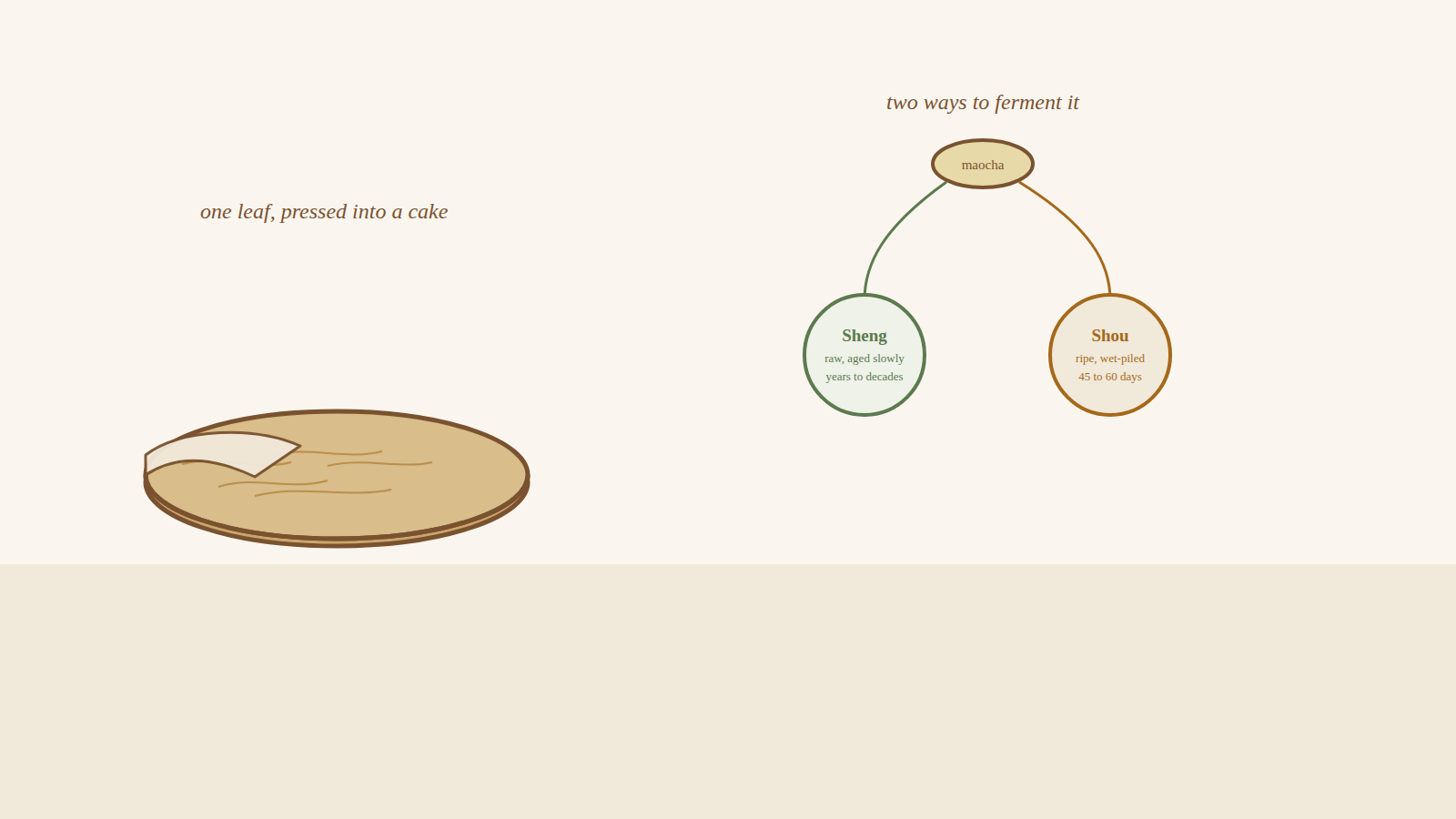 A pressed pu-erh tea cake, next to a diagram showing maocha leaf splitting into two fermentation paths: sheng, aged slowly over years, and shou, wet-piled for weeks